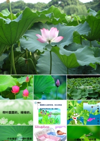 荷叶圆圆第1课时