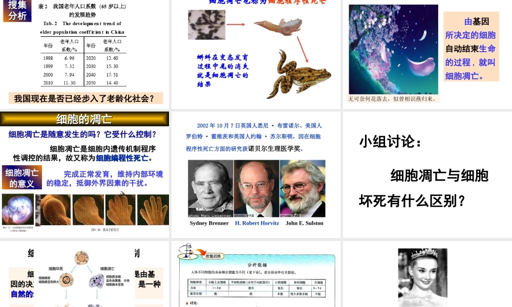 人教版必修一第六章第三节细胞的衰老和凋亡（共32张PPT）