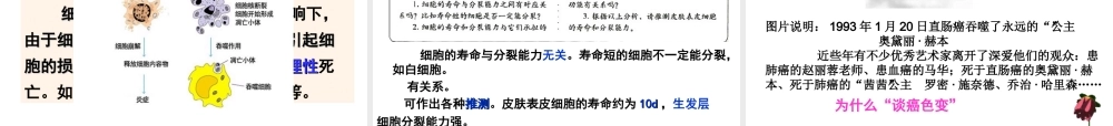 人教版必修一第六章第三节细胞的衰老和凋亡（共32张PPT）