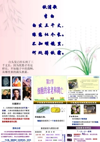 人教版必修一第六章第三节细胞的衰老和凋亡（共32张PPT）