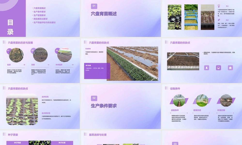 穴盘育苗生产条件要求课件