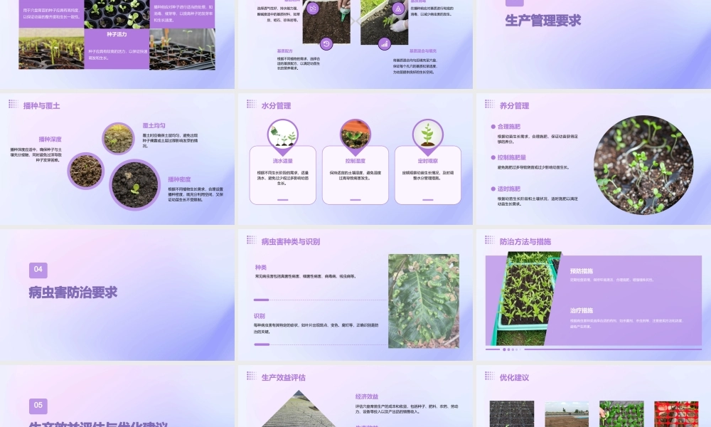 穴盘育苗生产条件要求课件