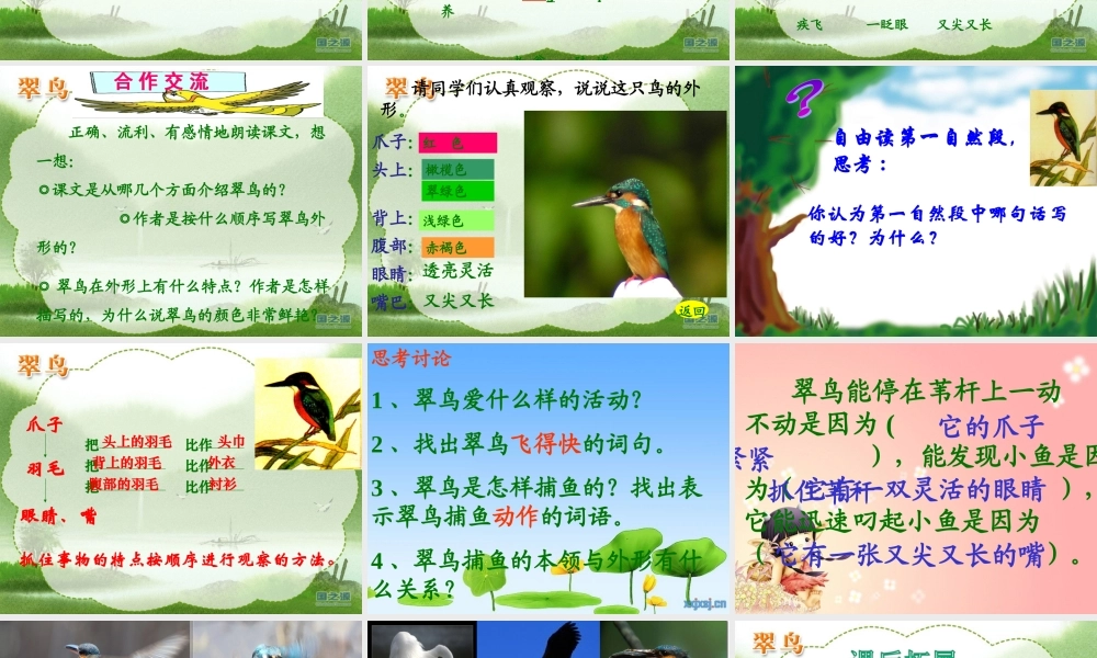 三年级语文下册5_翠鸟