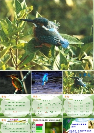 三年级语文下册5_翠鸟
