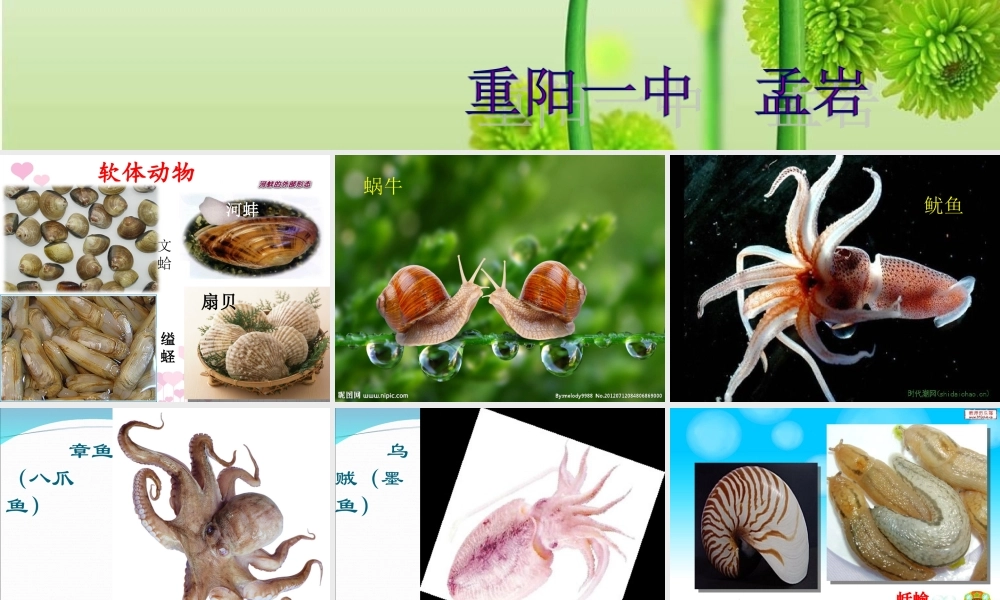软体动物和节肢动物课件重阳一中孟岩