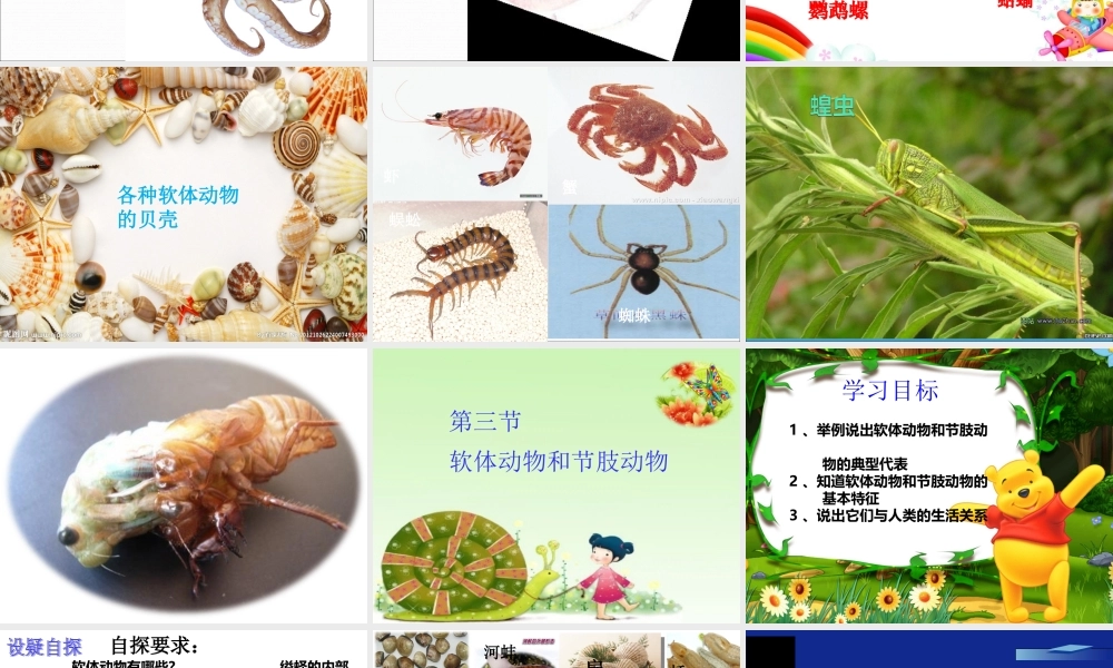 软体动物和节肢动物课件重阳一中孟岩