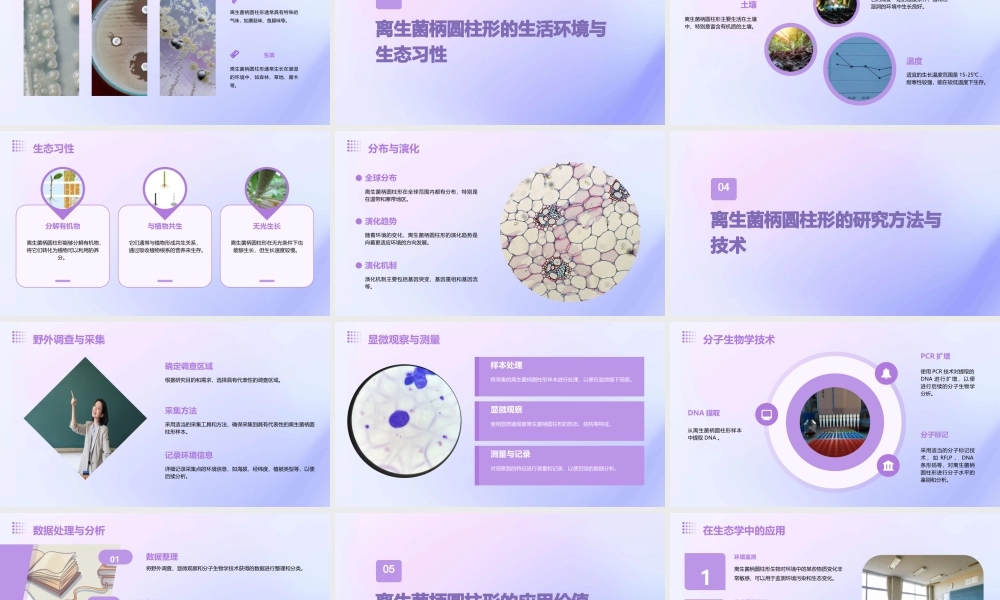 离生菌柄圆柱形课件