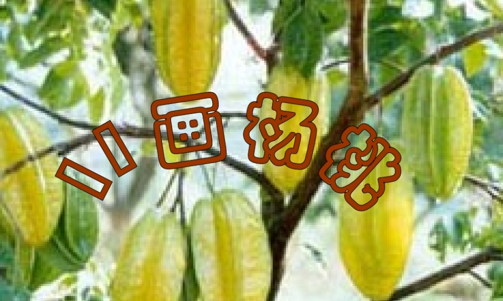 画杨桃课件(谢霞）