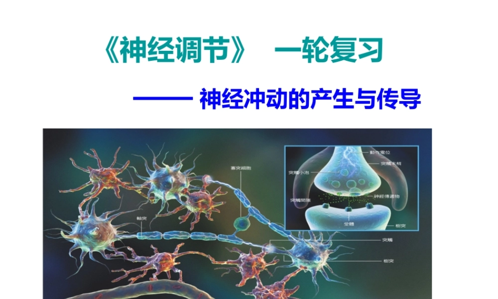 《神经调节》++一轮复习（共20张）