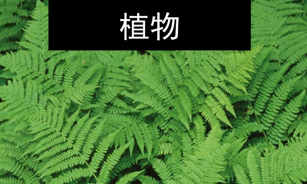 我看见了什么课件