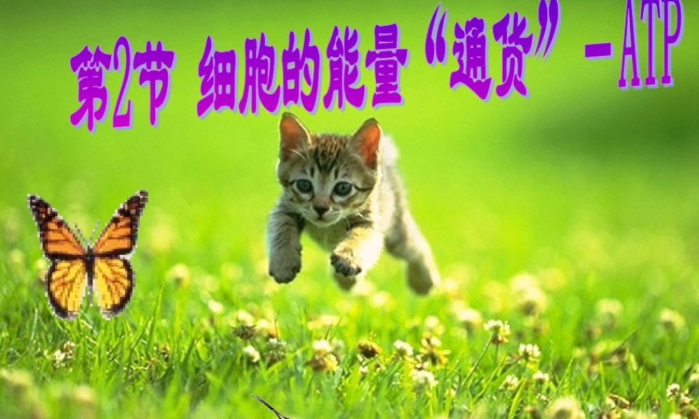 第二节细胞的能量“通货”－ATP
