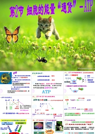 第二节细胞的能量“通货”－ATP