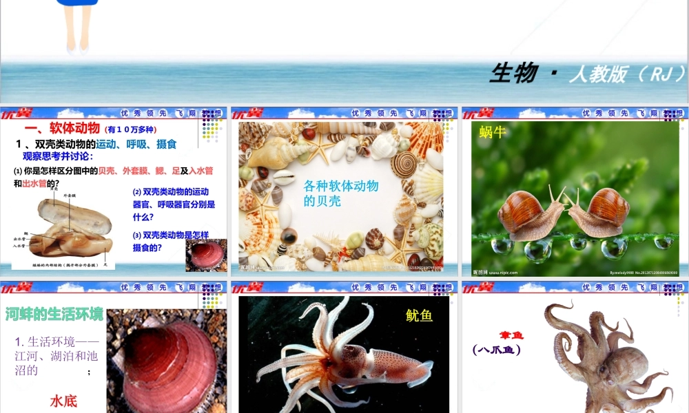 软体动物和节肢动物