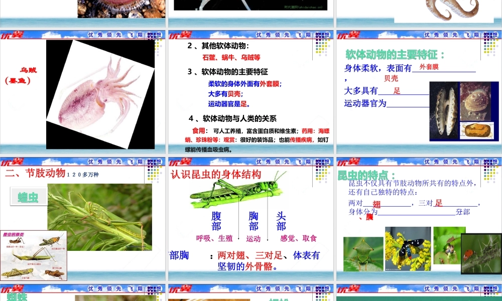 软体动物和节肢动物