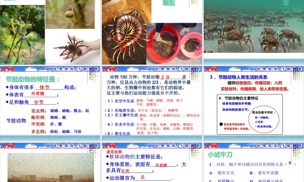 软体动物和节肢动物