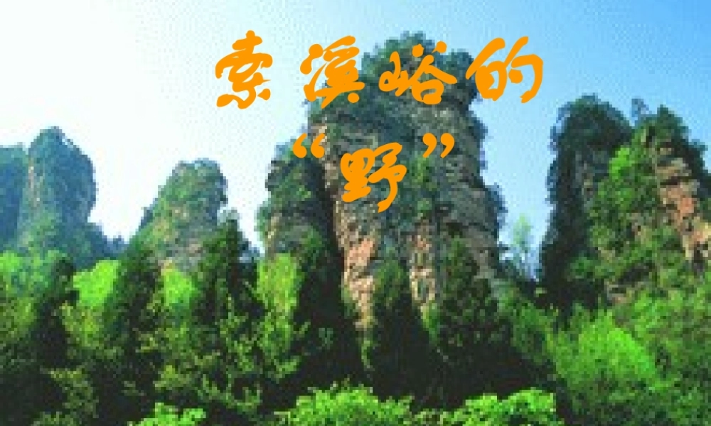 索溪峪的野课件 (2)