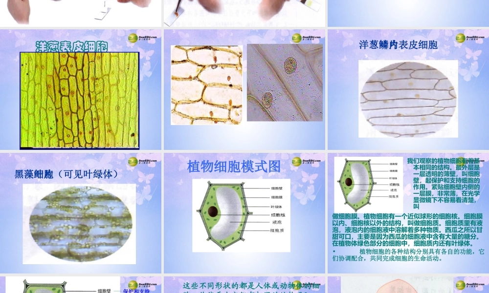 中学七年级生物上册 植物细胞课件 新人教版 课件