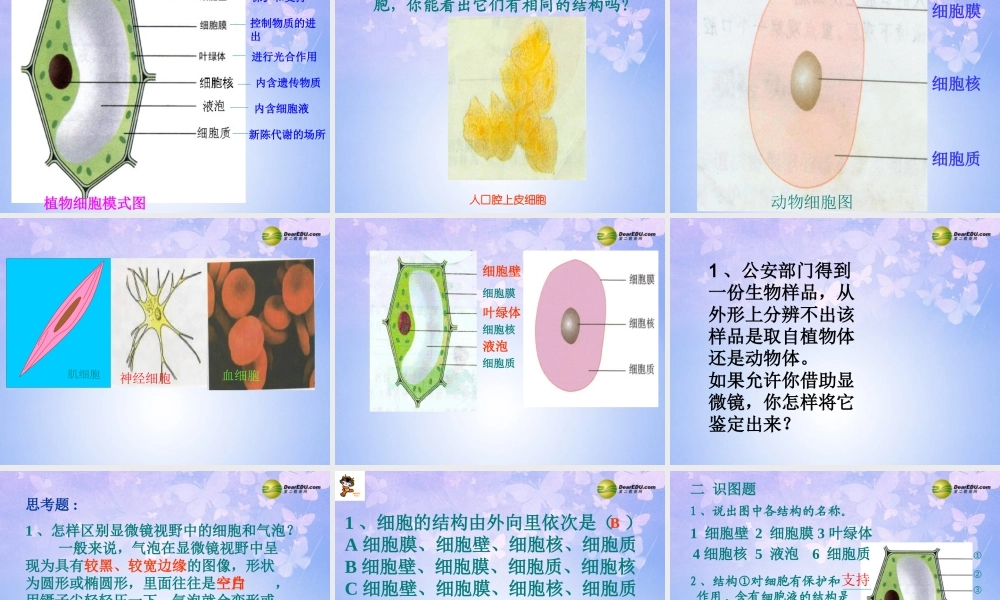 中学七年级生物上册 植物细胞课件 新人教版 课件