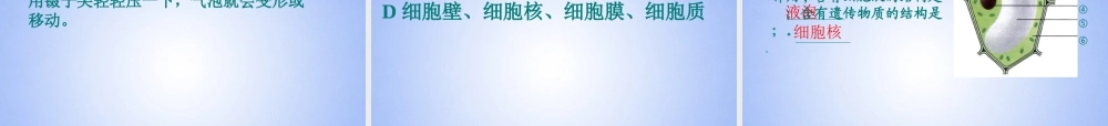 中学七年级生物上册 植物细胞课件 新人教版 课件