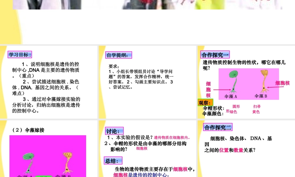 八年级生物 遗传的物质基础课件 济南版 课件