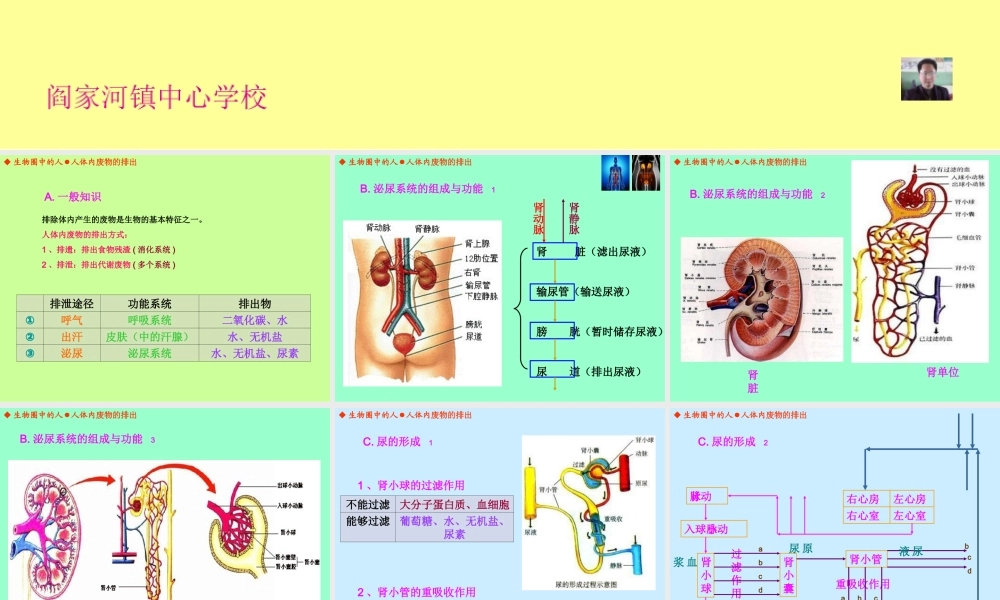 人体内废物的排出（丁家志）