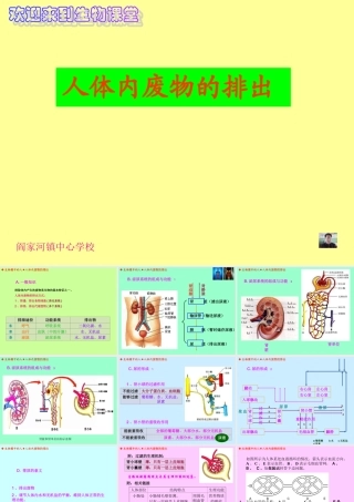 人体内废物的排出（丁家志）