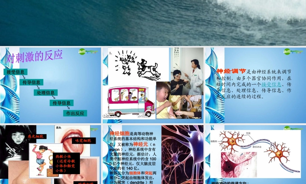 八年级科学上册 33神经调节课件 浙教版 课件