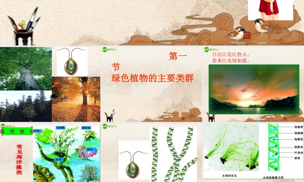 七年级生物上册 绿色植物的主要类群课件 济南版 课件
