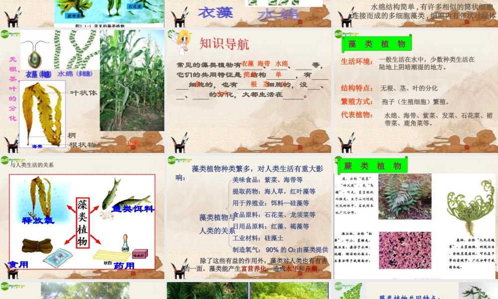 七年级生物上册 绿色植物的主要类群课件 济南版 课件