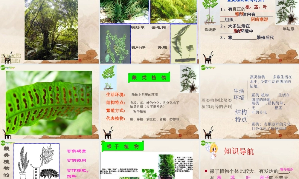 七年级生物上册 绿色植物的主要类群课件 济南版 课件