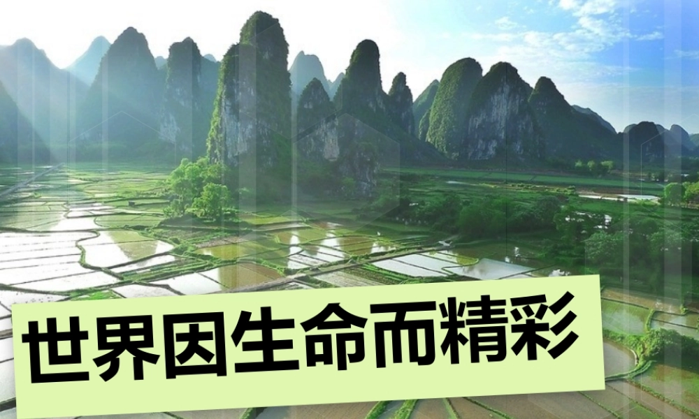 （一）世界因生命而精彩（1课时）