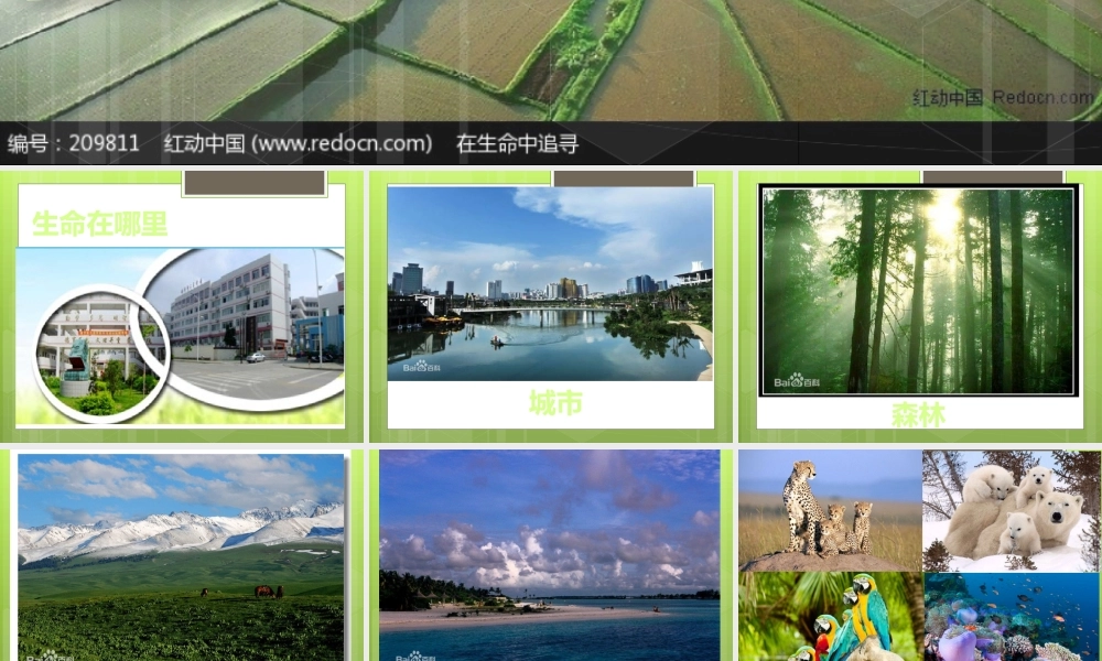 （一）世界因生命而精彩（1课时）