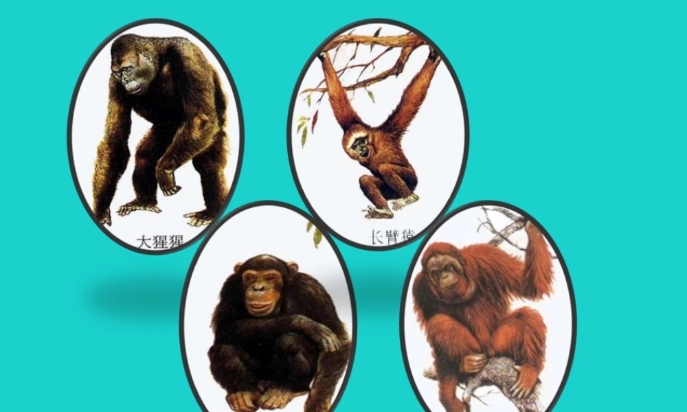 七年级生物下册 第四单元 第一章 第一节 人类的起源和发展 观察与思考课件 (新版)新人教版 课件