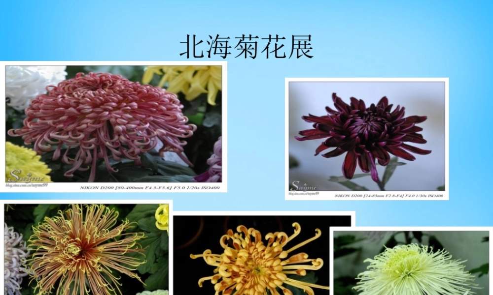 中学七年级语文上册(第2课 秋天的怀念)课件2 (新版)新人教版 课件