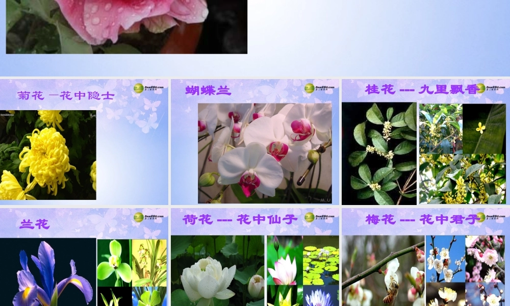 中学七年级生物上册 开花和结果课件 新人教版