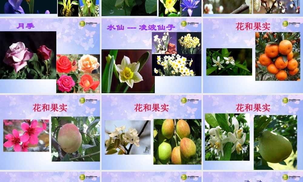 中学七年级生物上册 开花和结果课件 新人教版