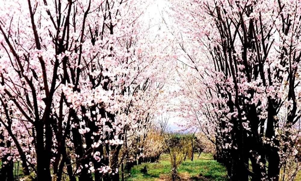 八年级语文上册 第五单元第21课(桃花源记)课件 人教新课标版 课件