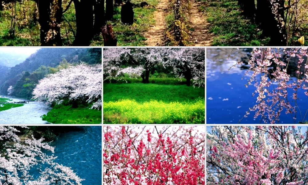 八年级语文上册 第五单元第21课(桃花源记)课件 人教新课标版 课件