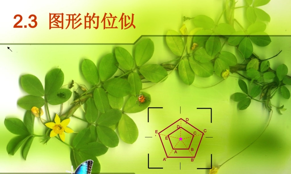 九年级数学上册(23 图形的位似)课件 青岛版 课件