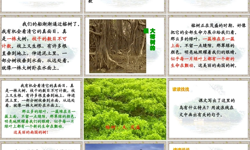 四年级语文上册第一组3鸟的天堂课件