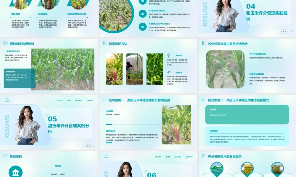 甜玉米养分管理建议课件