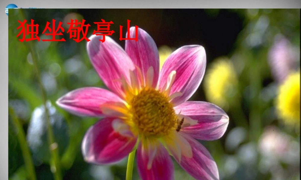 八年级语文下册 第四单元 独坐敬亭山课件 (新版)北师大版 课件