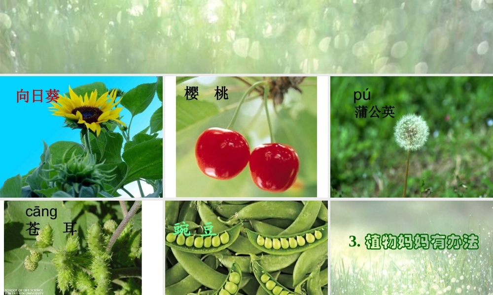 _3植物妈妈有办法