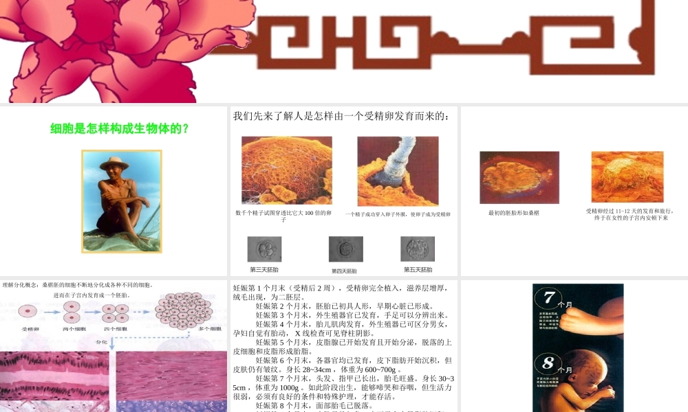 七年级生物动物体的结构层次课件 鲁教版 课件