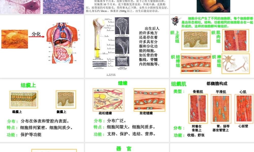 七年级生物动物体的结构层次课件 鲁教版 课件