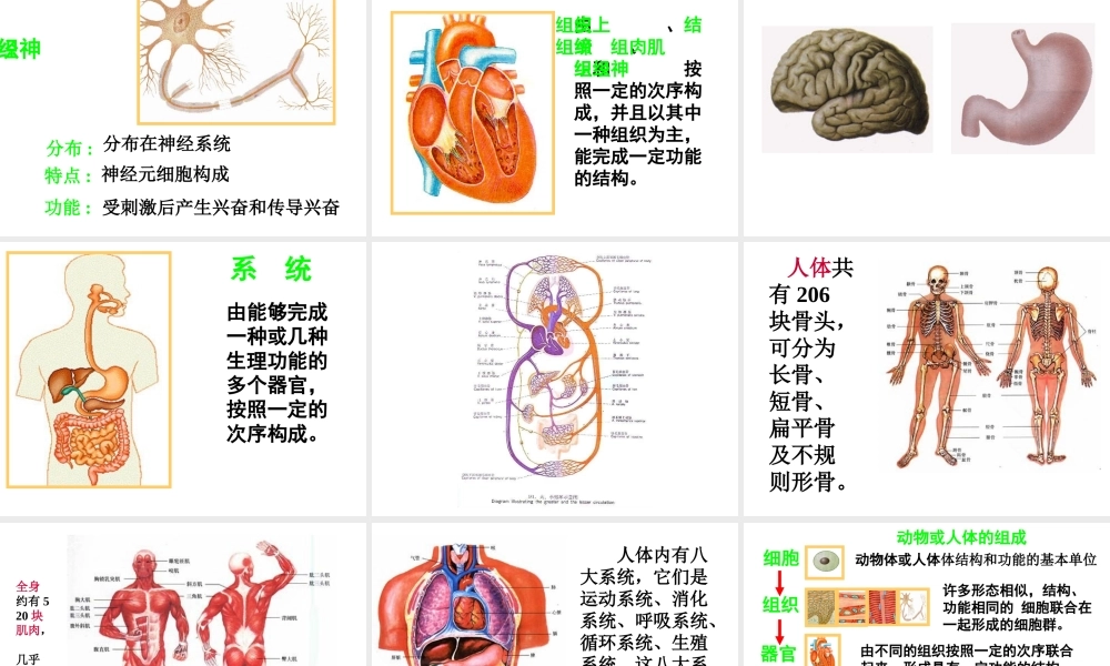 七年级生物动物体的结构层次课件 鲁教版 课件