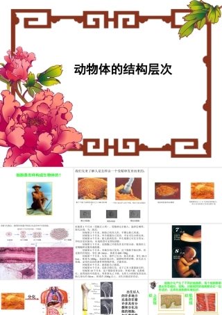 七年级生物动物体的结构层次课件 鲁教版 课件