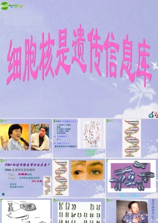 七年级生物上册 细胞核是遗传信息库课件 人教新课标版 课件