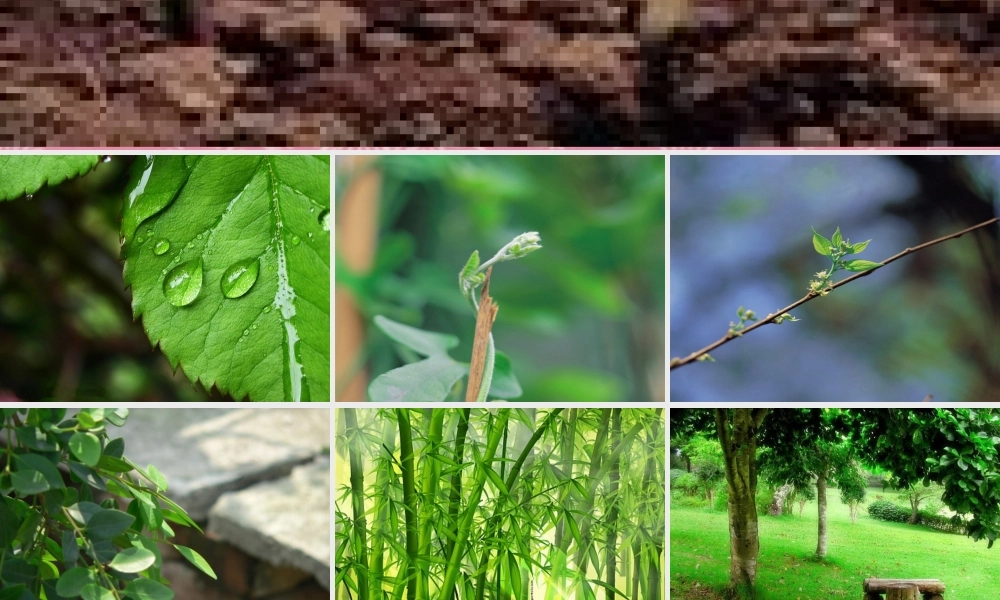 九年级语文上册(新囚绿记)课件 苏教版 课件