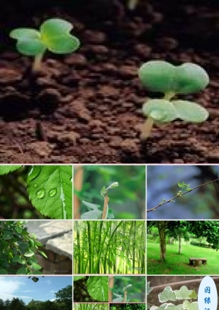 九年级语文上册(新囚绿记)课件 苏教版 课件